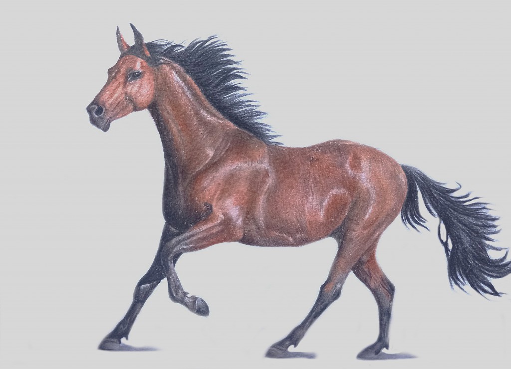 horse colour
